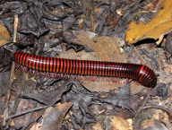 Giant millipede (Cameroon)